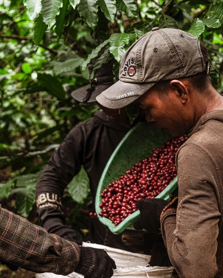 Panen Kopi Indonesia 2026: Produksi Pulih, Tantangan Iklim dan Petani Kecil Masih Membayangi